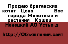 Продаю британских котят › Цена ­ 30 000 - Все города Животные и растения » Кошки   . Ненецкий АО,Устье д.